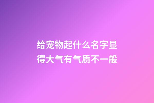 给宠物起什么名字显得大气有气质不一般