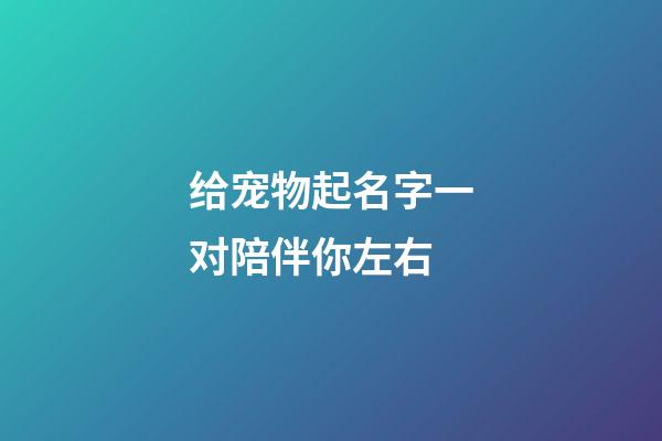 给宠物起名字一对陪伴你左右