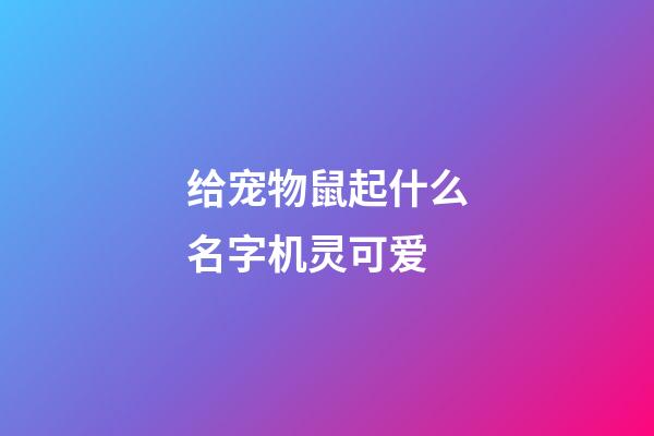 给宠物鼠起什么名字机灵可爱