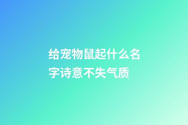 给宠物鼠起什么名字诗意不失气质