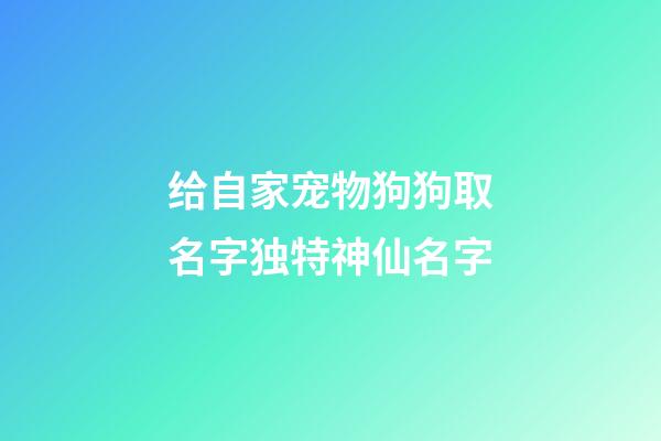 给自家宠物狗狗取名字独特神仙名字