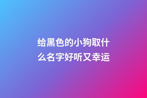 给黑色的小狗取什么名字好听又幸运