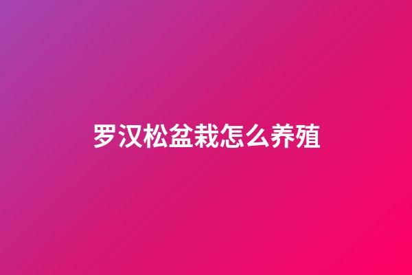罗汉松盆栽怎么养殖