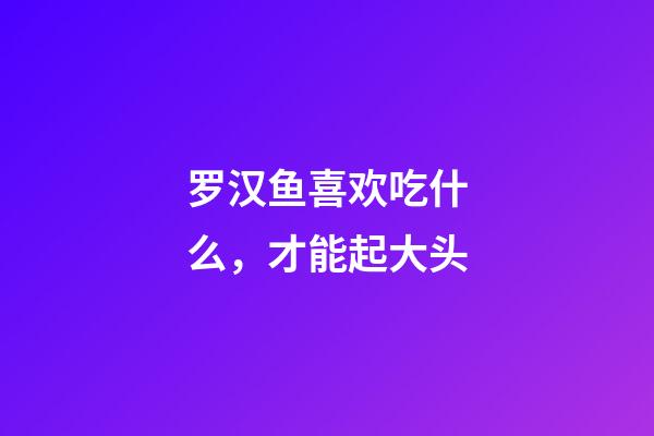 罗汉鱼喜欢吃什么，才能起大头