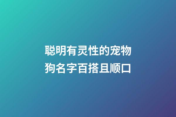 聪明有灵性的宠物狗名字百搭且顺口