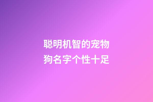 聪明机智的宠物狗名字个性十足