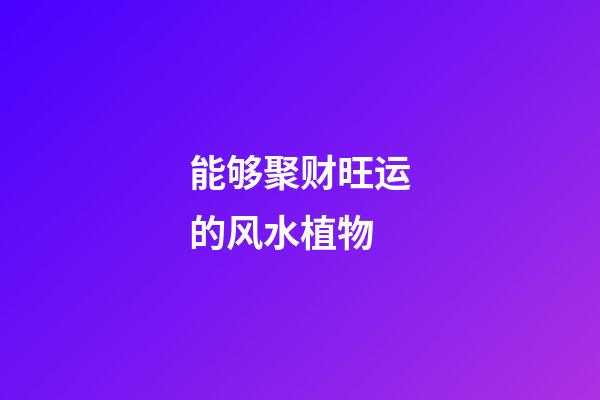 能够聚财旺运的风水植物