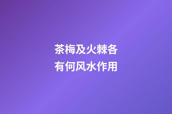 茶梅及火棘各有何风水作用?