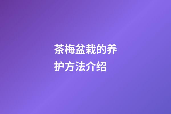 茶梅盆栽的养护方法介绍