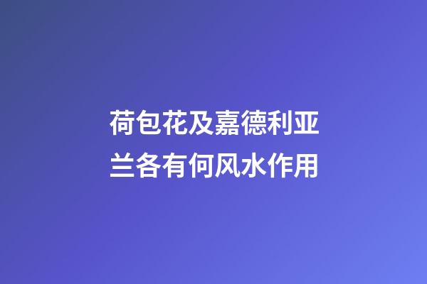 荷包花及嘉德利亚兰各有何风水作用?