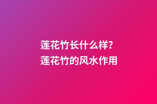 莲花竹长什么样？莲花竹的风水作用