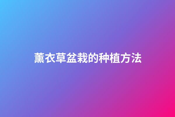 薰衣草盆栽的种植方法