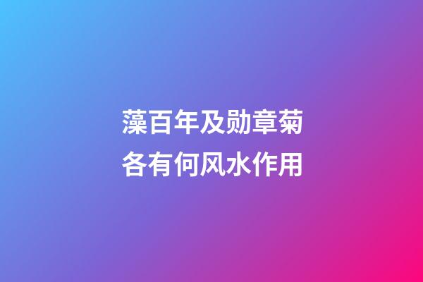 藻百年及勋章菊各有何风水作用?