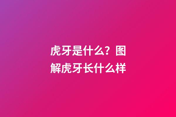 虎牙是什么？图解虎牙长什么样