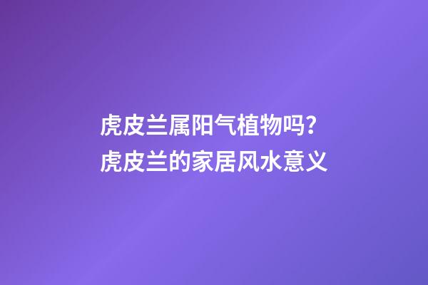 虎皮兰属阳气植物吗？虎皮兰的家居风水意义