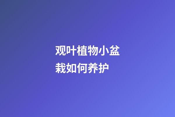观叶植物小盆栽如何养护