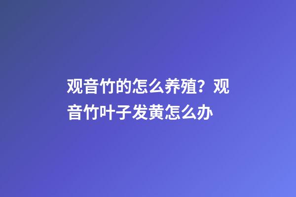 观音竹的怎么养殖？观音竹叶子发黄怎么办