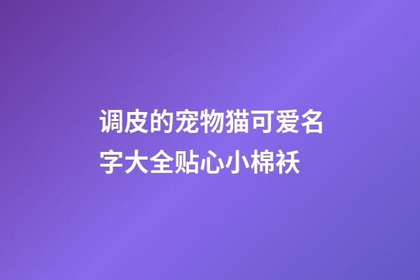 调皮的宠物猫可爱名字大全贴心小棉袄