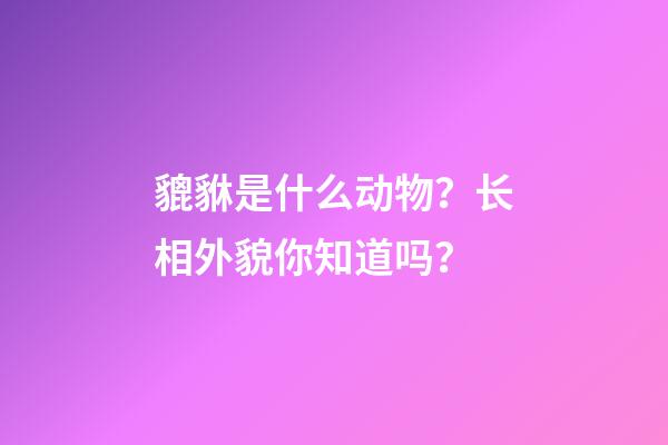 貔貅是什么动物？长相外貌你知道吗？