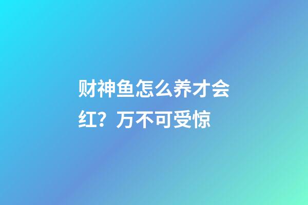 财神鱼怎么养才会红？万不可受惊