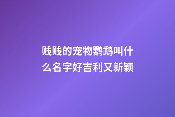贱贱的宠物鹦鹉叫什么名字好吉利又新颖