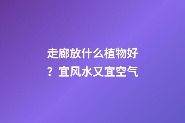 走廊放什么植物好？宜风水又宜空气