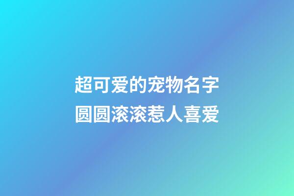 超可爱的宠物名字圆圆滚滚惹人喜爱