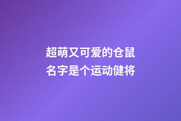 超萌又可爱的仓鼠名字是个运动健将