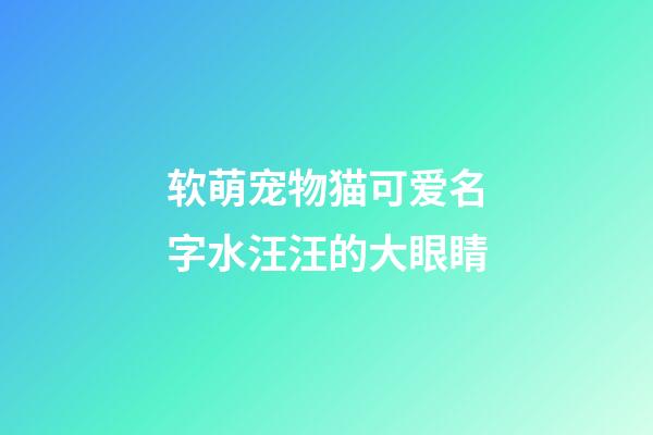 软萌宠物猫可爱名字水汪汪的大眼睛
