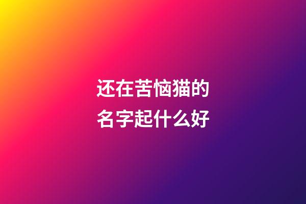 还在苦恼猫的名字起什么好