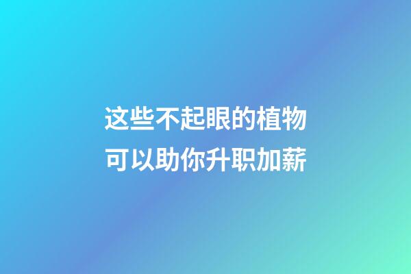 这些不起眼的植物可以助你升职加薪