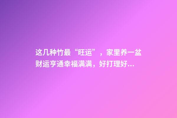 这几种竹最“旺运”，家里养一盆财运亨通幸福满满，好打理好成活