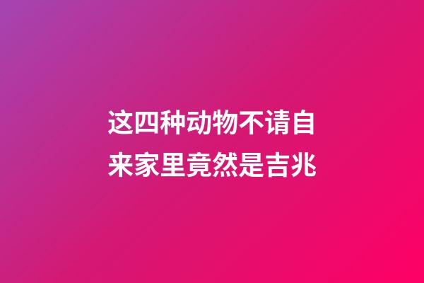 这四种动物不请自来家里竟然是吉兆