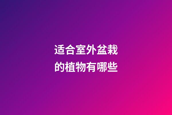 适合室外盆栽的植物有哪些