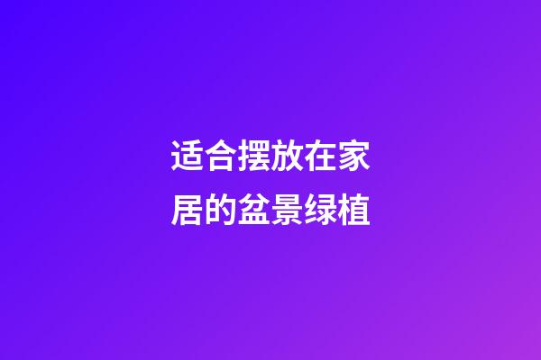 适合摆放在家居的盆景绿植