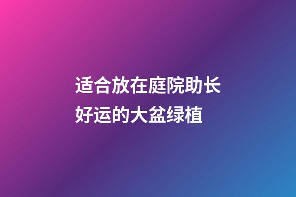 适合放在庭院助长好运的大盆绿植