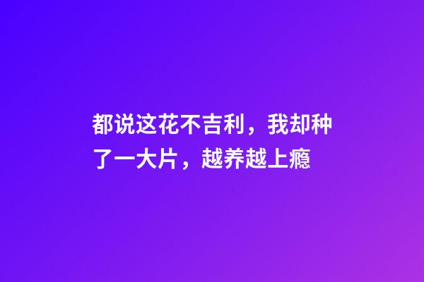 都说这花不吉利，我却种了一大片，越养越上瘾