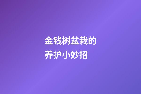 金钱树盆栽的养护小妙招