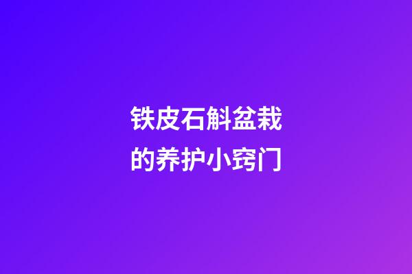 铁皮石斛盆栽的养护小窍门