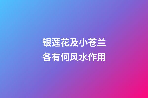 银莲花及小苍兰各有何风水作用?