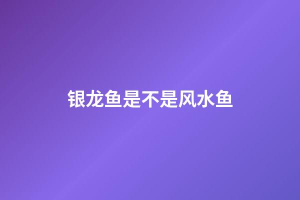 银龙鱼是不是风水鱼