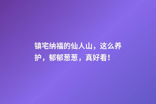 镇宅纳福的仙人山，这么养护，郁郁葱葱，真好看！