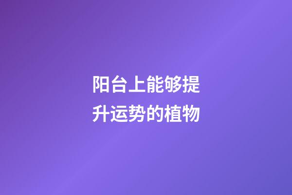 阳台上能够提升运势的植物