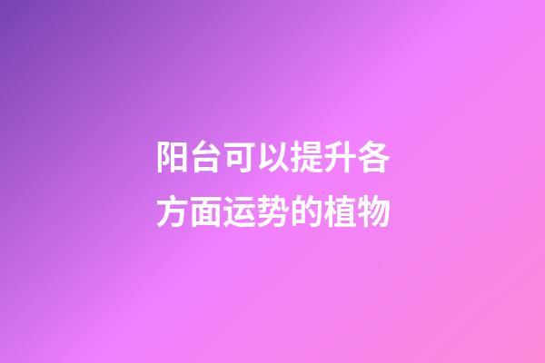 阳台可以提升各方面运势的植物