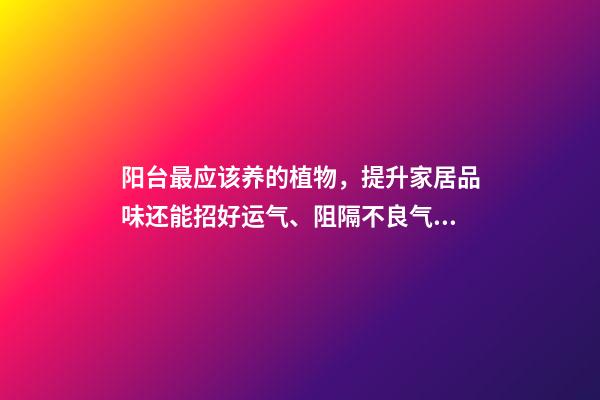 阳台最应该养的植物，提升家居品味还能招好运气、阻隔不良气场