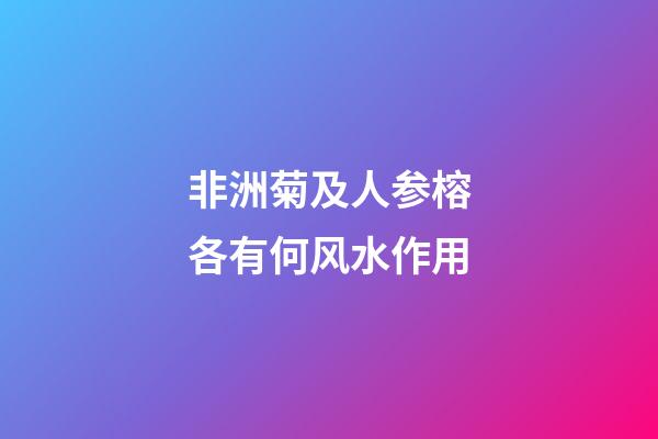 非洲菊及人参榕各有何风水作用?