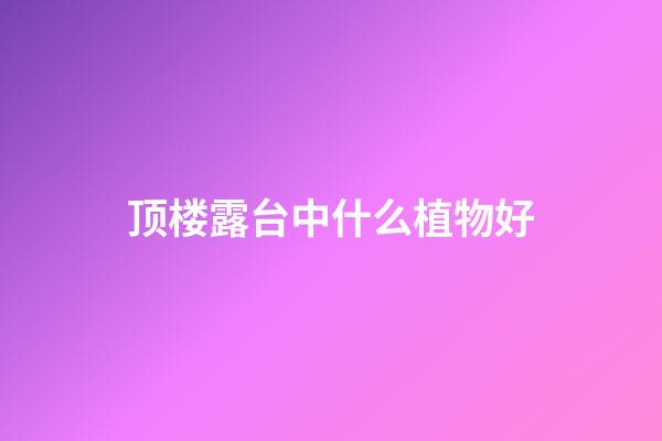 顶楼露台中什么植物好