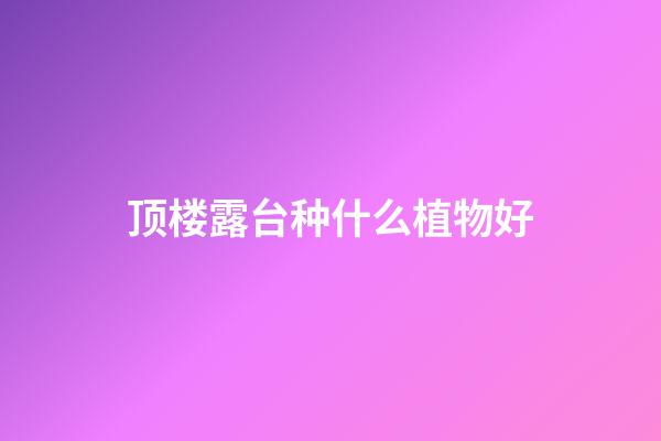 顶楼露台种什么植物好