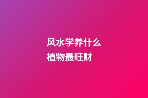 风水学养什么植物最旺财