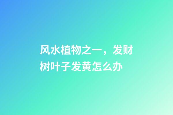 风水植物之一，发财树叶子发黄怎么办